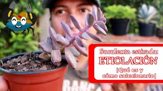 🦀🌱 Suculenta estirada ETIOLACIÓN  Qué es y cómo solucionarlo  PIC Plantas [upl. by Tillfourd]