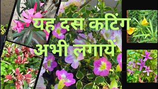 10 Plant Cuttings You Need to Take NowGardeningTips PlantPropagation plantcuttings GreenThumb [upl. by Columbyne]