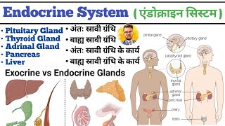 Endocrine System in hindi  Endocrine Gland  Pituitary Gland  Thyroid Gland  Liver  Pancreas [upl. by Burkhard974]