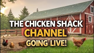 Happy Saturday 1121 Its livestream Time The Chicken Shack 🎥  Feathered Fun amp Fowl Facts 🐣 [upl. by Kelila]