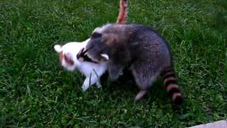 Raider the Raccoon Tries to Befriend a Cat Part 1 [upl. by Bohlin]