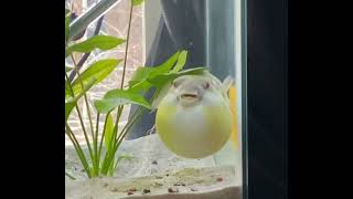 Fahaka puffer fish puffed up [upl. by Ballard]