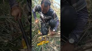 Sugarcane bud cutter agritech music sugarfarming video [upl. by Gotthelf]