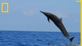 Le dauphin du CostaRica est un acrobate [upl. by Yeslehc]