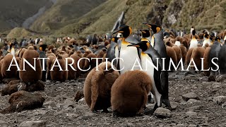 ANIMALS OF ANTARCTICA  ANIMALES en la ANTÁRTIDA [upl. by Ivers]