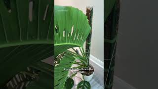 Monstera adansonii chop ✂️ plants houseplants monstera [upl. by Adnahcir]