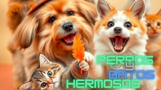 Los Videos de Mascotas Más Graciosos de la Historia [upl. by Desireah]