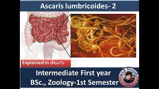 Ascaris lumbricoides2  Ascaris lumbricoides life cycle BSc Zoology 1st Semester  HSR Bioinfo [upl. by Aivitnahs364]