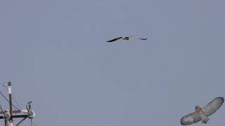 黑翅鳶  Blackwinged Kite  Elanus caeruleus [upl. by Orest]