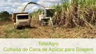 TotalAgro Colheita de Cana de Açúcar para Silagem com Forrageira Automotriz Autopropelida Claas [upl. by Girard309]