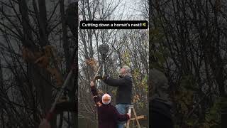 Cutting down a hornet’s nest🐝🐝 hornet’s winter thanksgiving shorts [upl. by Nivej]