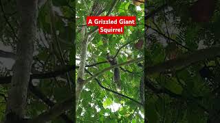 A Grizzled giant squirrel  English Lesson 02  Sweet English 🥰  shorts english spoken srilanka [upl. by Leisha902]