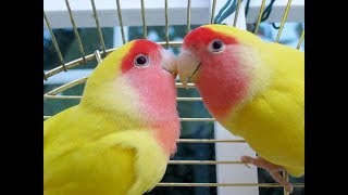 Lutino Lovebirds in Romantic Mood  Lovebirds Lutino Red Faced Parrots [upl. by Neelrak]