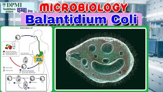 Life Cycle of Balantidium Coli [upl. by Lannie811]