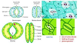 Stomata and Guard Cells [upl. by Morly]