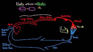 02 Blood vessels 04 Arteries arterioles venules and veins [upl. by Junia]