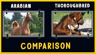 Arabian Horse VS Thoroughbred Horse [upl. by Silber]