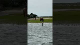 Wild horses on Shackleford island [upl. by Kaiser]