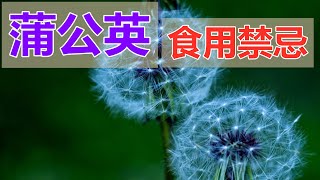 蒲公英的功效和作用？蒲公英食用禁忌？ [upl. by Stefan978]