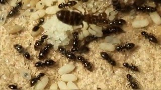 Another Reason to Keep Ants As Pets Brachymyrmex patagonicus Inside the Colony [upl. by Tamara]