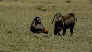 A Baboon Attacking a Young Gazelle [upl. by Tenahs982]