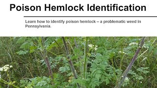 Poison Hemlock Identification [upl. by Apicella638]