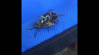 Wasp eats horsefly [upl. by Antsirhc]