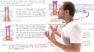 EGF Signal Transduction Pathway [upl. by Chip313]