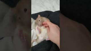 Chubby rat Maple is being affectionate ratslovehumans [upl. by Aicened]