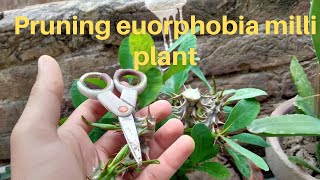 How to prune euphorbia milii crown of thorns [upl. by Yadroc]