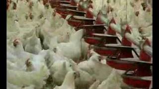 The Hatching Egg Industry  Part 2 [upl. by Casilda]