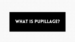 What is pupillage [upl. by Hazmah]