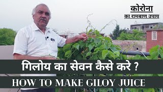 Giloy  गिलोय का सेवन कैसे करे   How to Make Giloy Juice  गिलोय काढ़ा कैसे बनाएं  Giloy ka kadha [upl. by Goodwin]