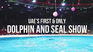 Best Dolphin and Seal Show Favorite Attraction in the UAE [upl. by Erotavlas544]