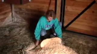 Bedding pellets or shavings for horse bedding [upl. by Ettolrahc633]