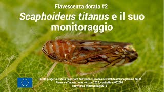 Flavescenza Dorata 2  Scaphoideus Titanus e il suo monitoraggio [upl. by Base]