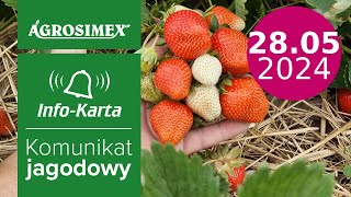 Zabiegi w trakcie zbioru owoców 🍓🍓  komunikat jagodowy  Agrosimex [upl. by Maddie]