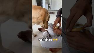 😂😂 labrador labradorable doglover cutelabra dogowner streetdog coollabra petowner pets [upl. by Eetsirhc]