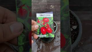 How to grow tomatoes plants from seeds shorts viral gardening viralvideo [upl. by Nylitsirk]