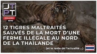 12 Tigres maltraités sauvés dune ferme illégale en Thaïlande thaïlande actualités thailande [upl. by Laehplar]