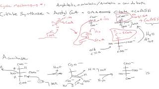 CHEM 407  Krebs Cycle  2  Mechanisms 1 [upl. by Lasky709]