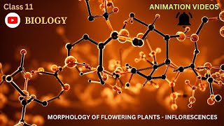 CBSE Class 11  Biology  Morphology of Flowering PlantsInflorescence  Animation  in English [upl. by Aitsirhc294]