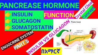 ENDOCRINE SYSTEM PART 7PANCREASINSULINGLUCAGON SOMATOSTATIN AMHARIC LECTUREETHIOMED LECTURES [upl. by Seyler]