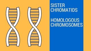 Sister chromatids and Homologous Chromosomes [upl. by Ardni]