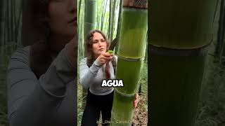 Este video te hará SOBREVIVIR en la JUNGLA 🤯👏 [upl. by Priscilla]