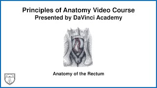 Anatomy of the Rectum Abdominal Anatomy 9 of 9 [upl. by Turley]