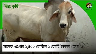 DeeptoKrishiC  সাদেক এগ্রোর ১৪০০ কেজির ১ কোটি টাকার গরু SadeeqAgro Quarbani2024 [upl. by Cherry]