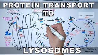 Lysosomal Protein Targeting [upl. by Cobby]