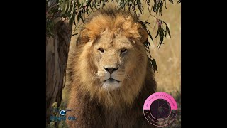 African Lions up close with the Big Boys Wild amp Cute [upl. by Ramilahs]