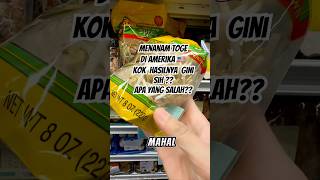 Menanan Toge Di Amerika 🇺🇸 ini gagal ya ceritaamerika menanamsayur viral maskaan toge enak [upl. by Inalem815]